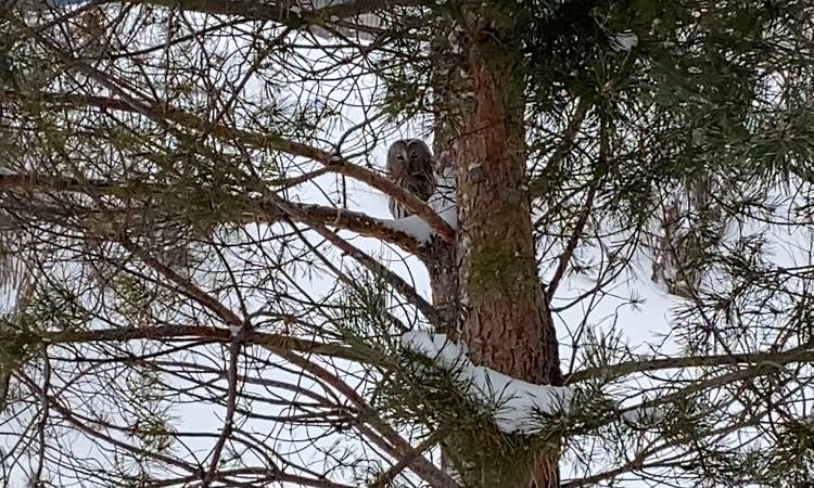 В Кукморе сова и вороны не поделили территорию на Набережной